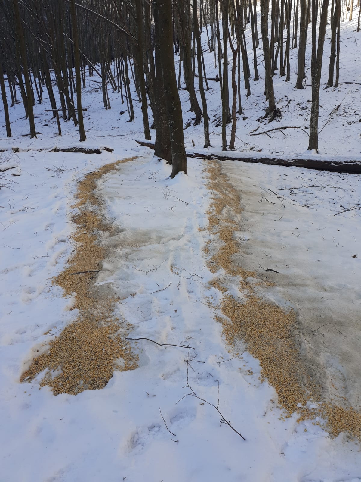 AJVPS Caras - Severin - hrănirea complementară, gestionarea si monitorizarea fondurilor de vanatoare, continuă! Felicitari celor implicati !